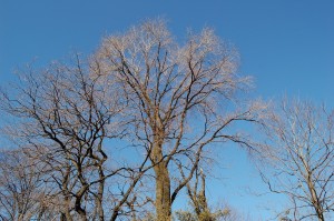 エルム -2015/2/1@小石川植物園