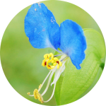 Mission-ツユクサ