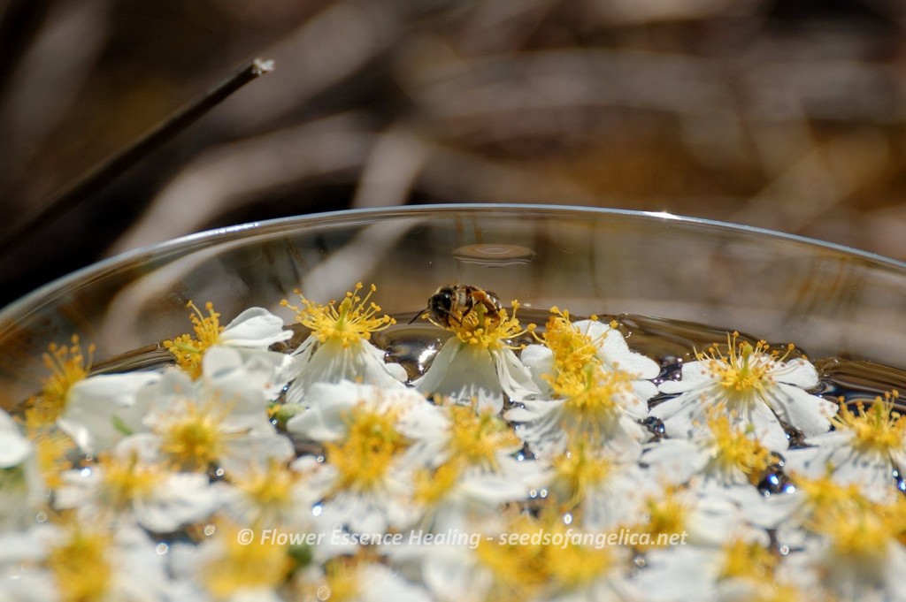 Rosa multiflora(2015/5/21)