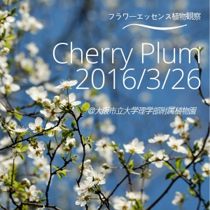 チェリープラム観察会