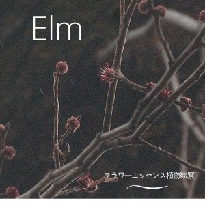 エルム観察会