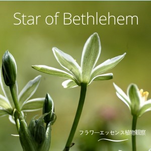 スターオブベツレヘム観察会