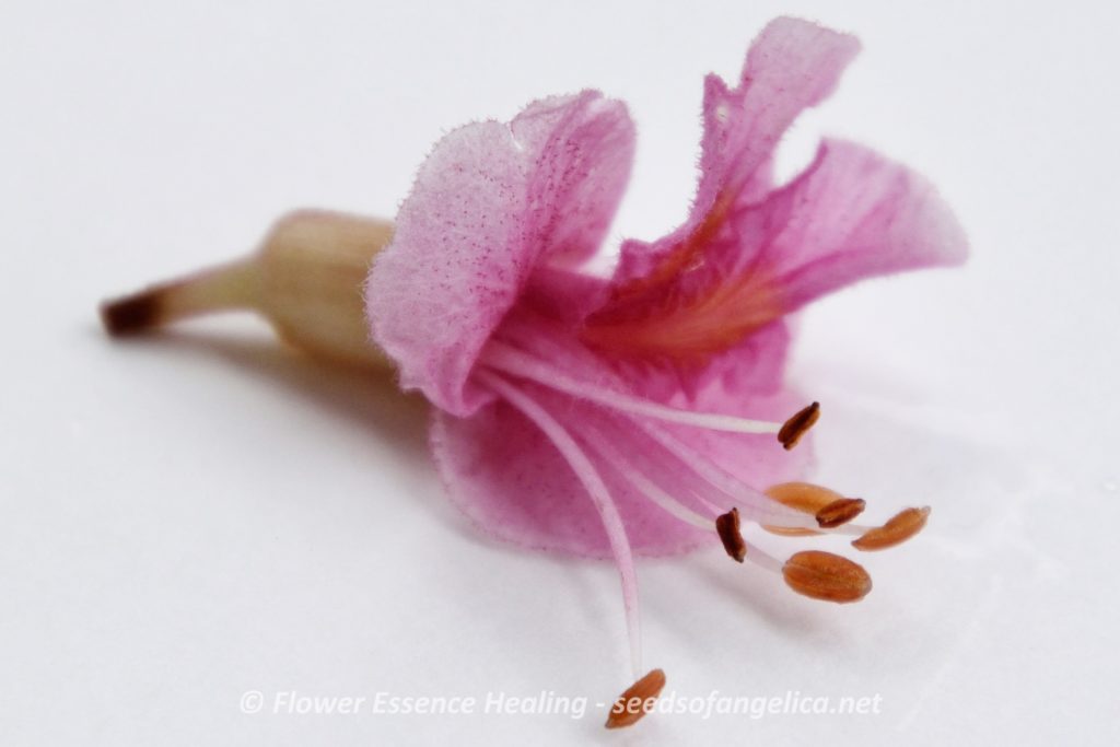レッドチェスナットの花