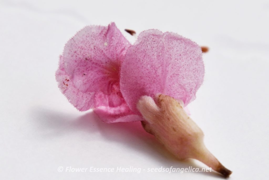 レッドチェスナットの花