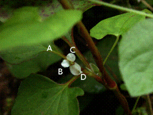 3枚の総苞片のドクダミの花