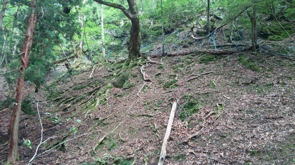 トチノキ