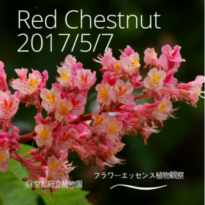 レッドチェスナット植物観察会