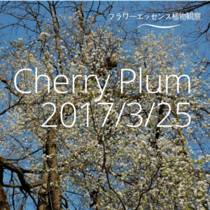 チェリープラム観察会