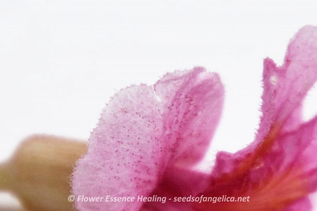 レッドチェスナットの花弁