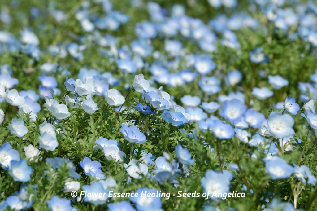 Nemophila_20160415