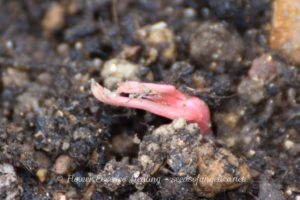 トチノキの発芽