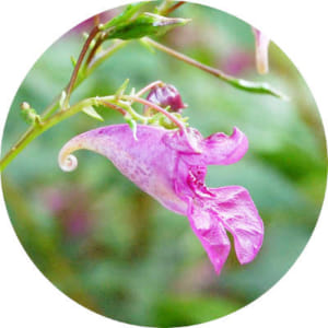 Impatiens_textor