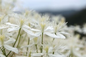 Clematis ternifl_20170904