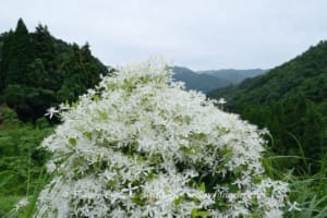 Clematis ternifl_20170904