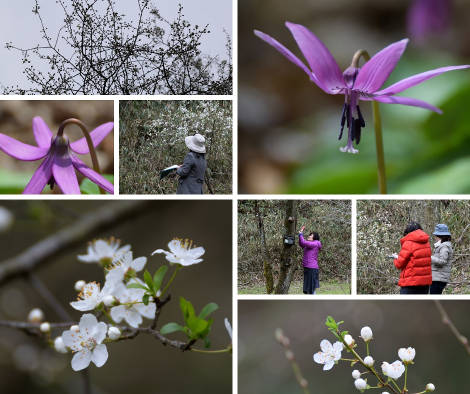 「チェリープラムとカタクリの花」植物観察会