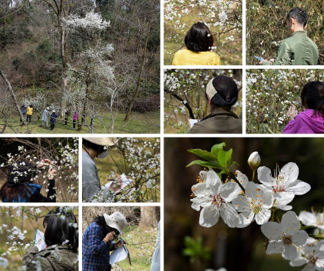 「チェリープラムとカタクリの花」植物観察会