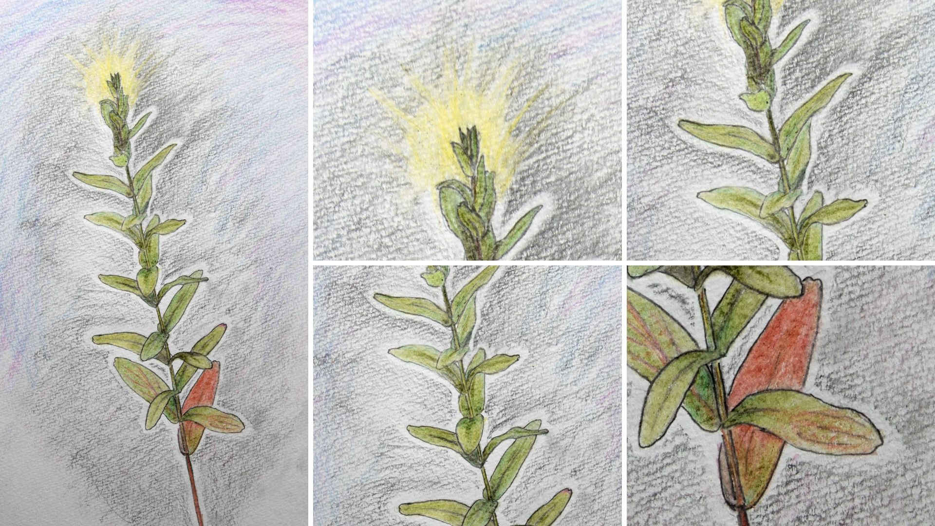 フラワーエッセンスの作用と植物観察