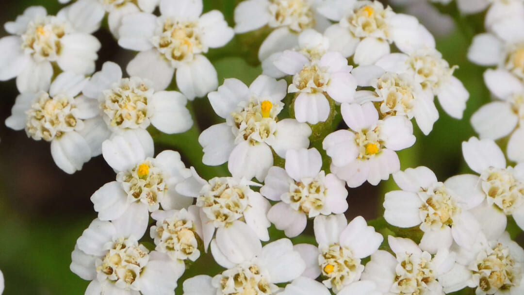 ヤロウ(ヤロー)の花序