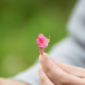 フラワーエッセンスのための植物観察
