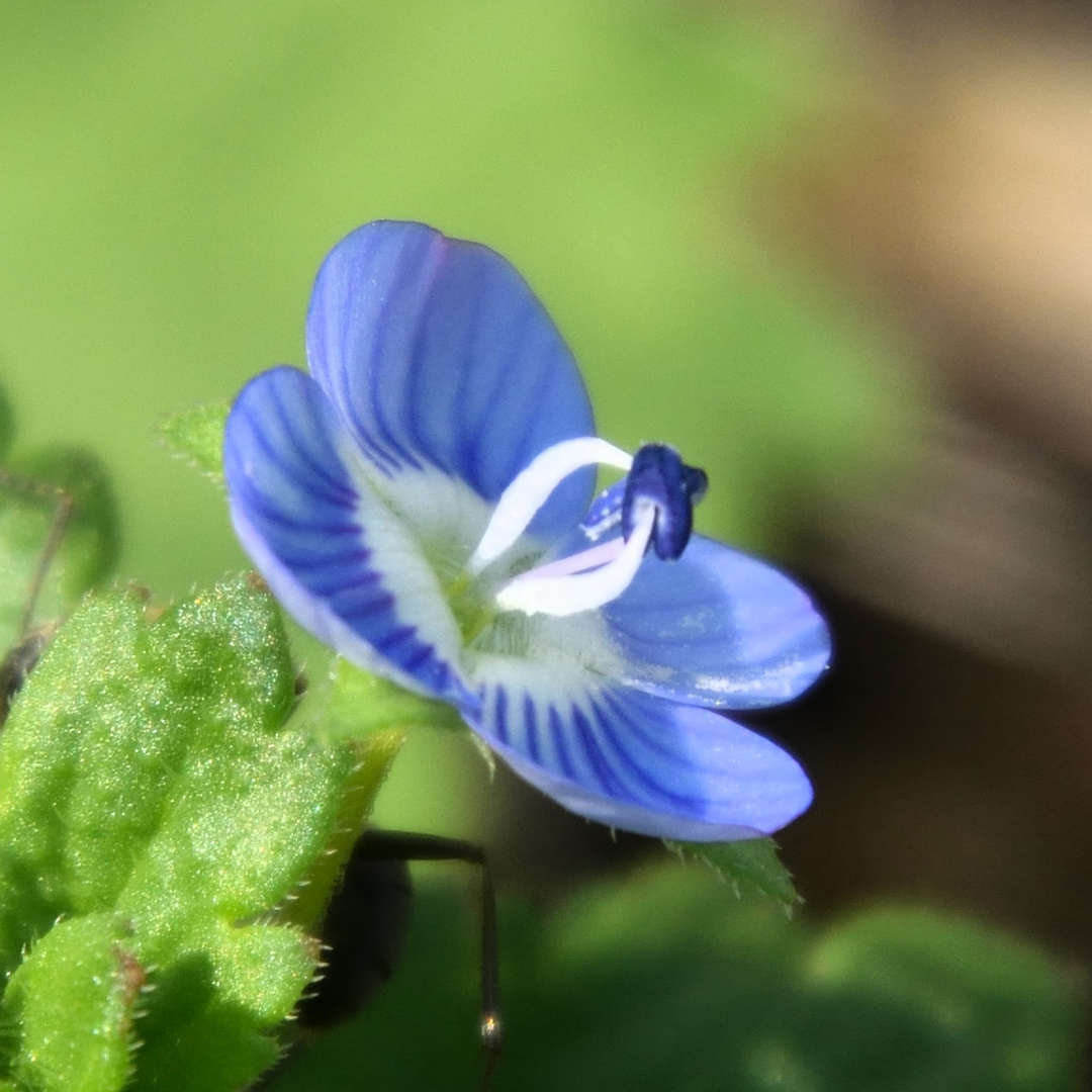 植物に親しむ【オオイヌノフグリを探しに行こう】