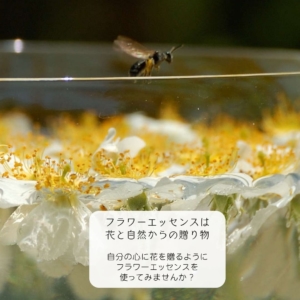 フラワーエッセンス Seeds of Angelica