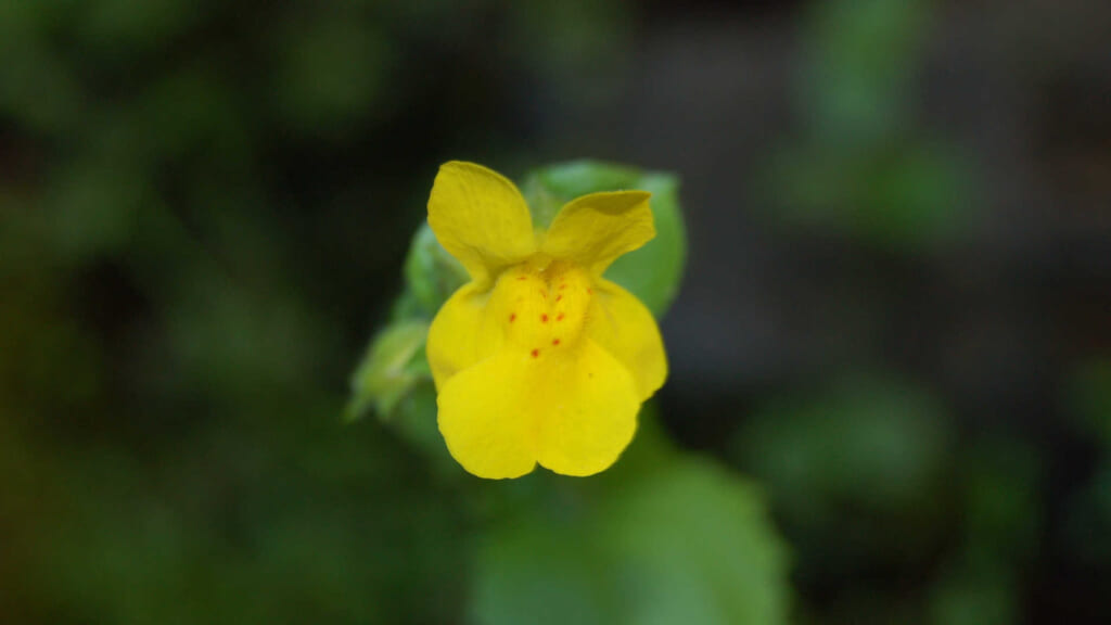 ミライの自分に花を贈る