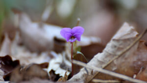 花の記憶、花の物語