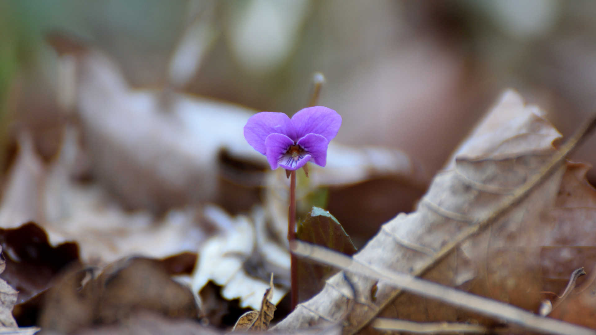 花の記憶、花の物語