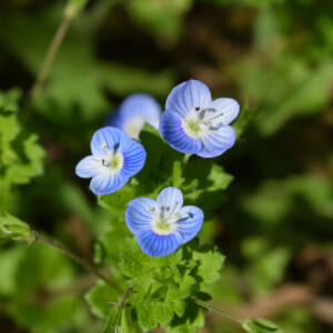 花はたましいの言葉を知っている