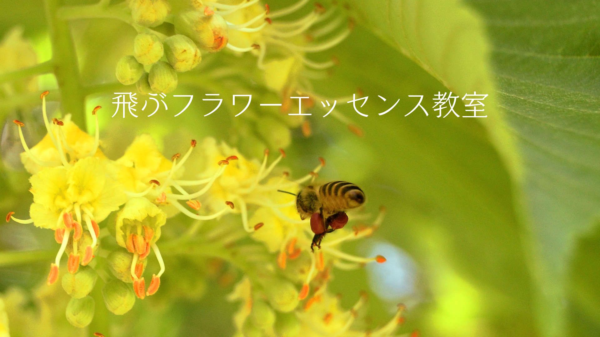 飛ぶフラワーエッセンス教室