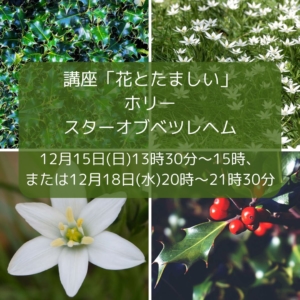 講座「花とたましい」ホリー、スターオブベツレヘム