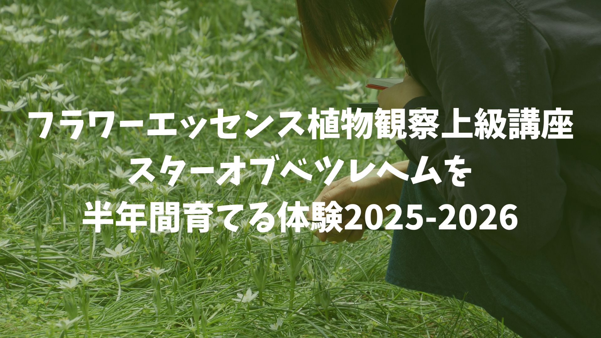 フラワーエッセンス植物観察上級講座|スターオブベツレヘムを半年間育てる体験2025-2026
