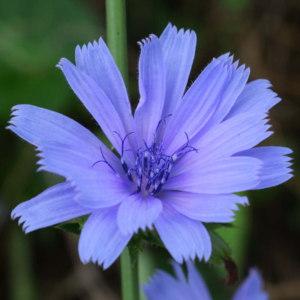 チコリのフラワーエッセンスと花