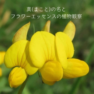 真(まこと)の名とフラワーエッセンスの植物観察