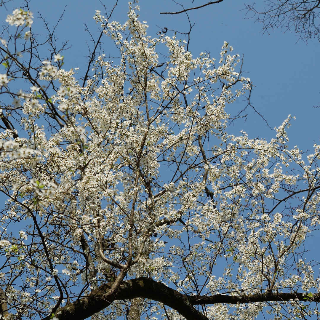 2016 チェリープラムの植物観察会に参加された方の感想