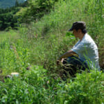 Seeds of Angelica 髙原大輔
