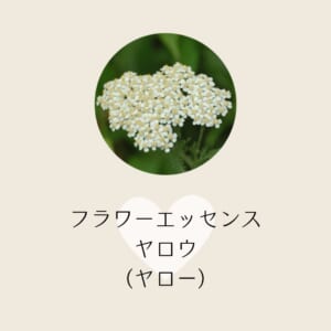 フラワーエッセンス・ヤロウ(ヤロー)と共鳴する心